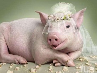 Свинья на свадьбу