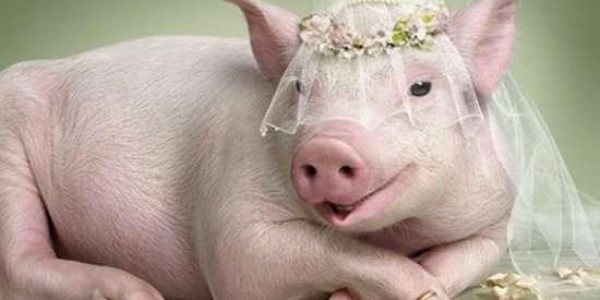 Свинья на свадьбу